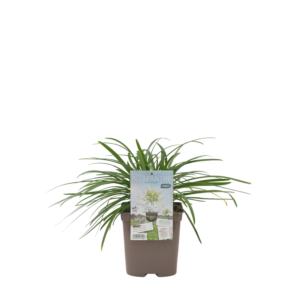Agapanthe 'White Baby' : pot 2L