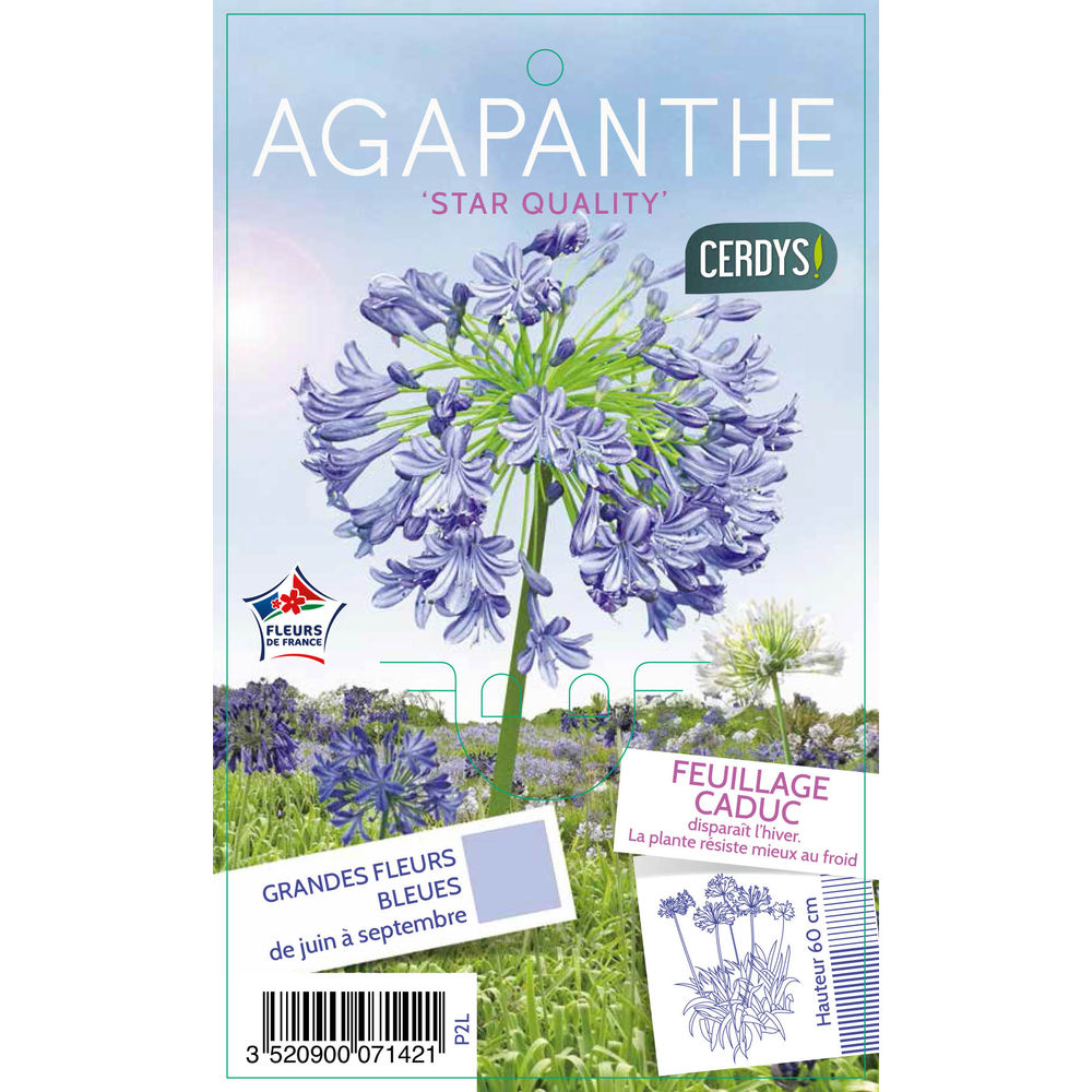 Agapanthe 'Star quality' : pot 2L