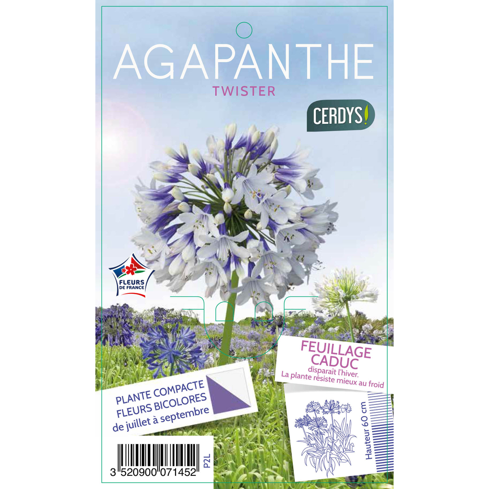 Agapanthe 'Twister' : pot 2L