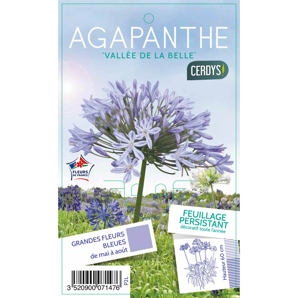 Agapanthe 'Vallée de la Belle' : pot 2L