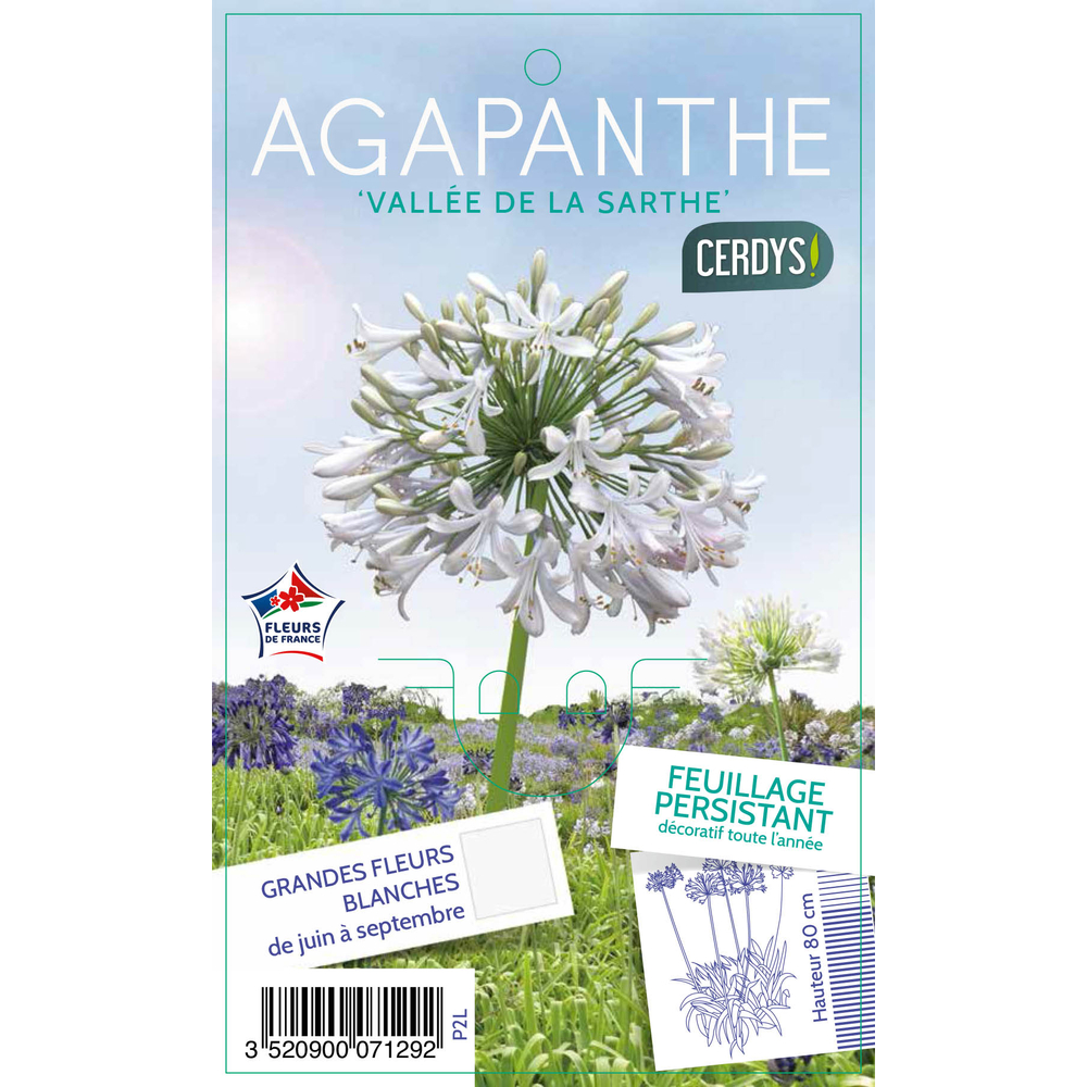 Agapanthe 'Vallée de la Sarthe' : pot 2L
