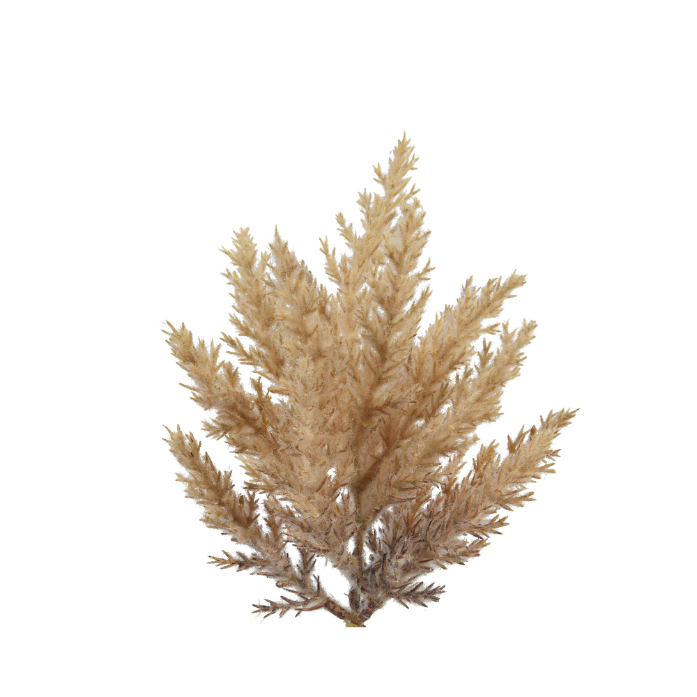 Branche herbe de la pampa à clipser h 20 cm