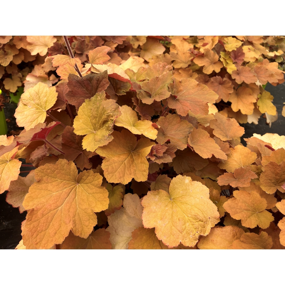 Heuchera, collection : Pot de 4L