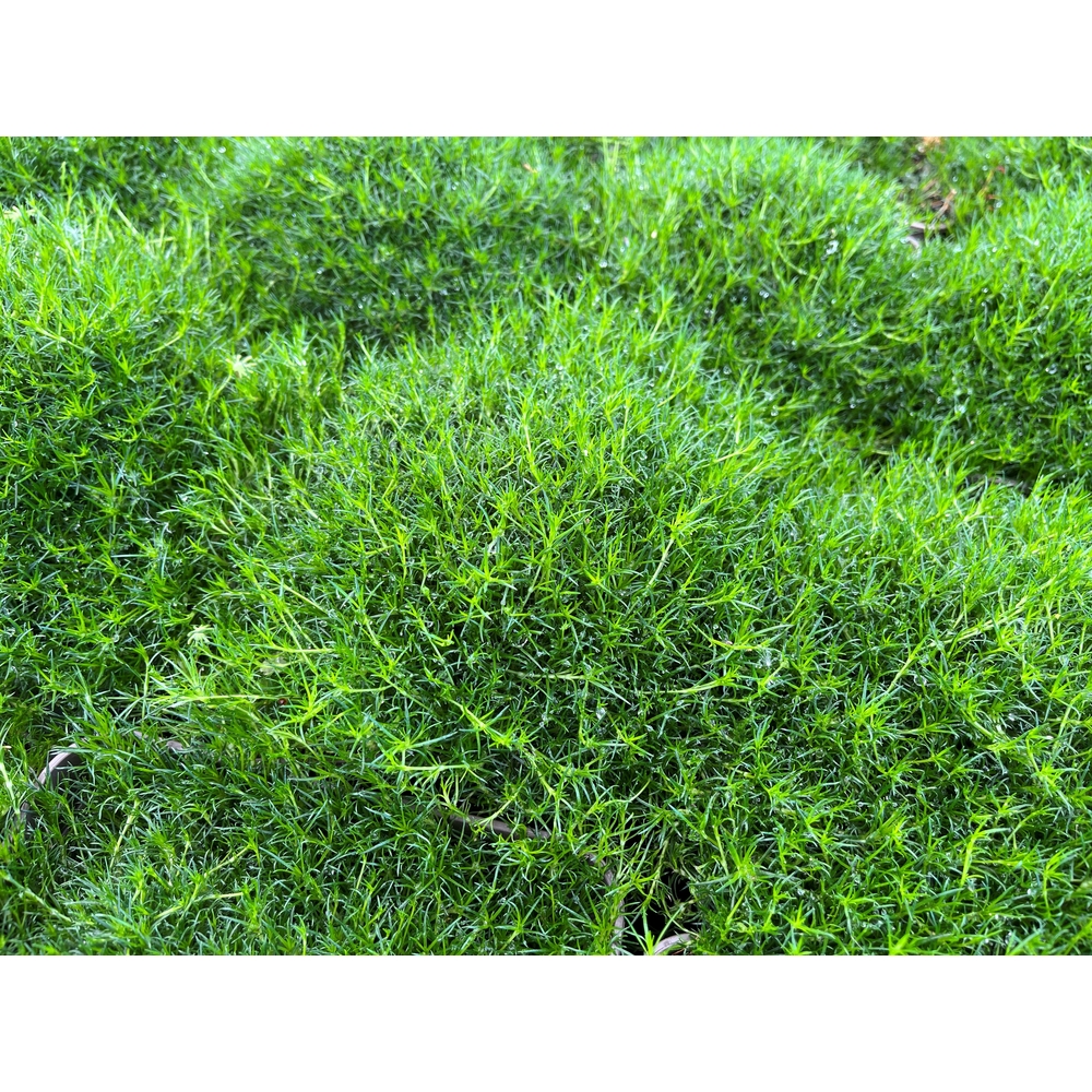 Sagina Subulata 'Irish Moss' : pot de 3L