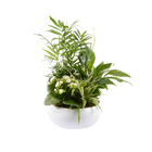 Composition de 4 plantes : pot de D.23 cm - H. 55 cm
