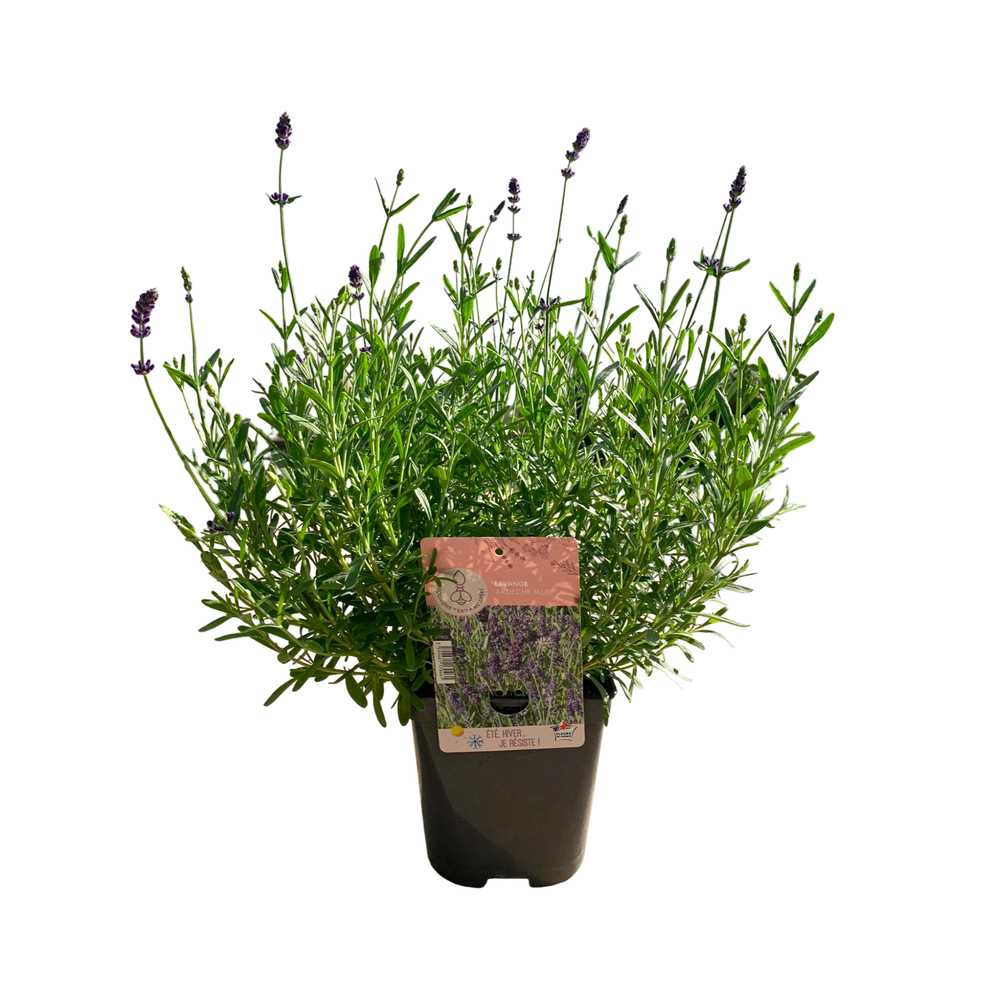 Lavande angustifolia 'Imperial Gem' - Pot D 17cm