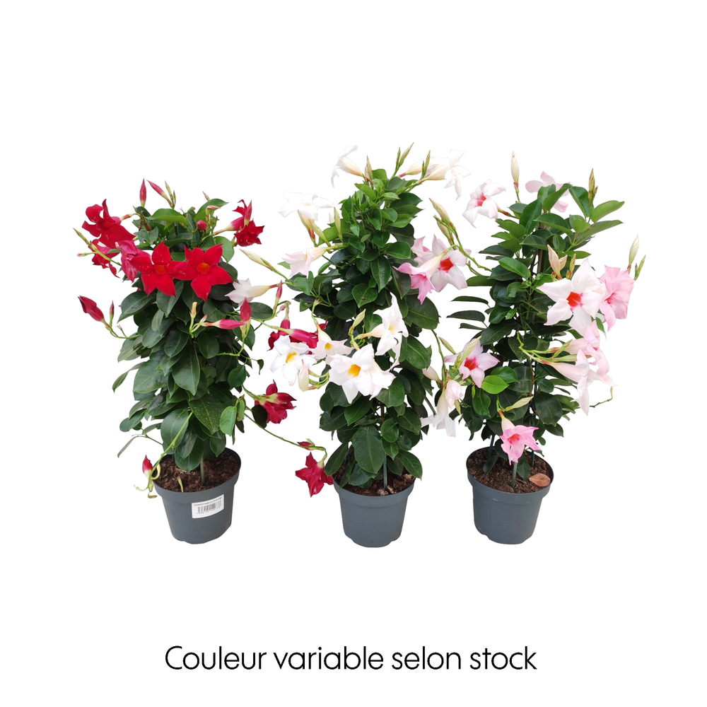 Mandevilla Diamantina® : pot D.14cm