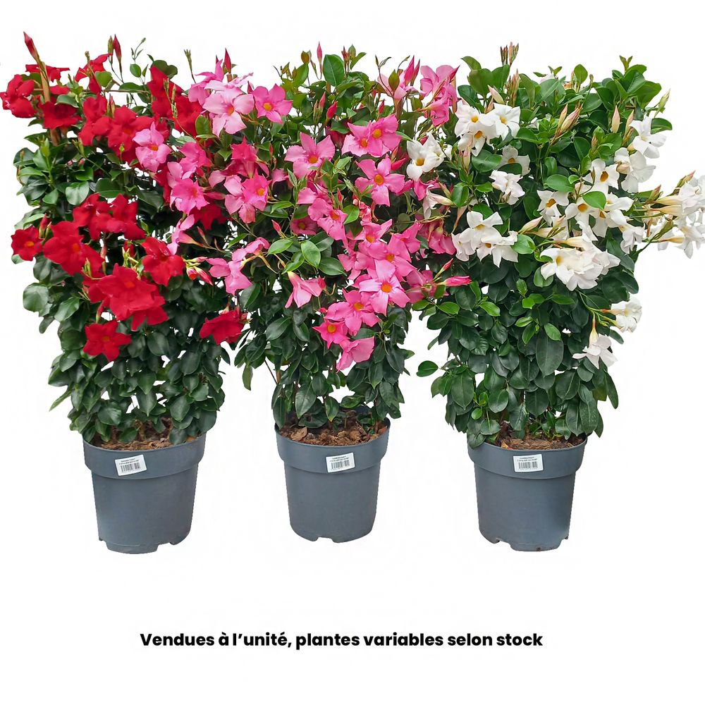 Mandevilla diamantina®, coloris variables : pot D.23cm