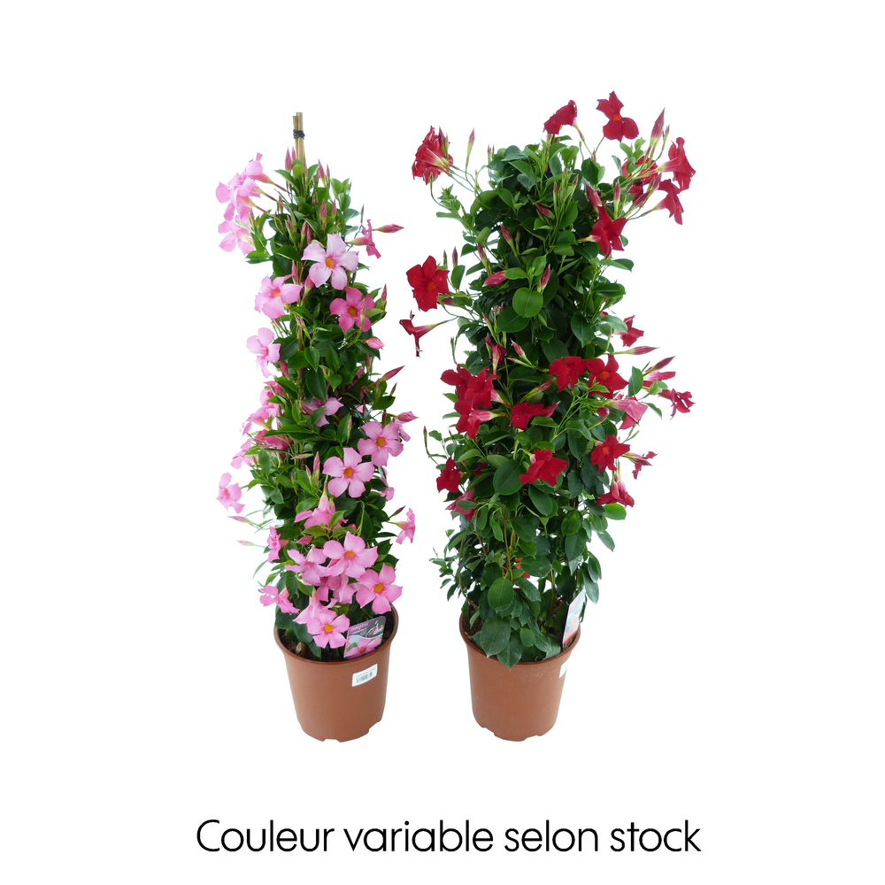 Mandevilla Diamantina® : pot D.24cm