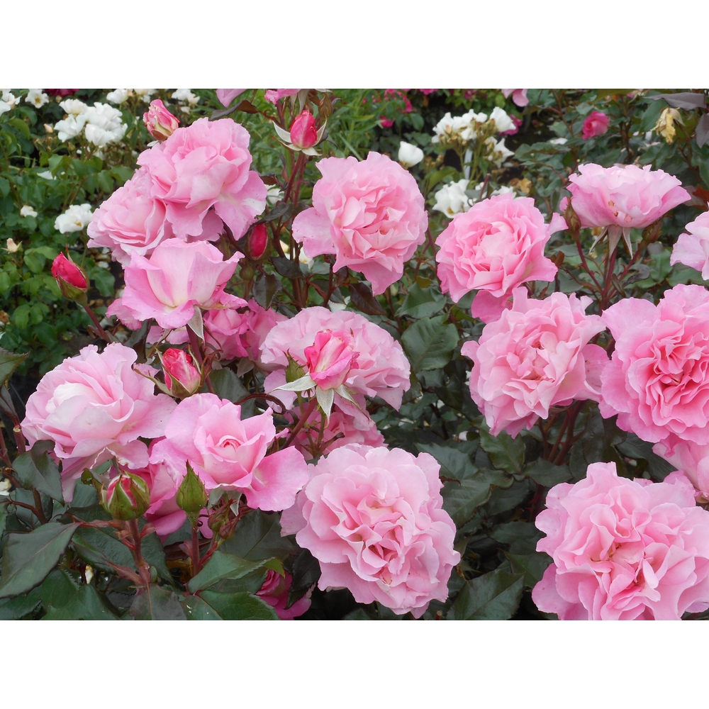 Rosier buisson Jean Carles® 'Evepiweet' fleuri : pot 5L