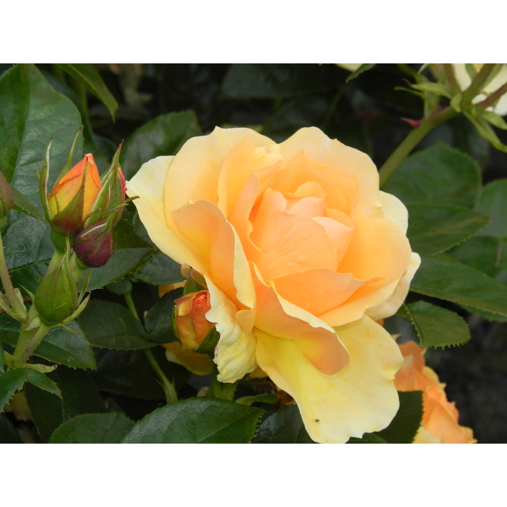 Rosier buisson Mythique® 'Tan04603' fleuri : pot 5L