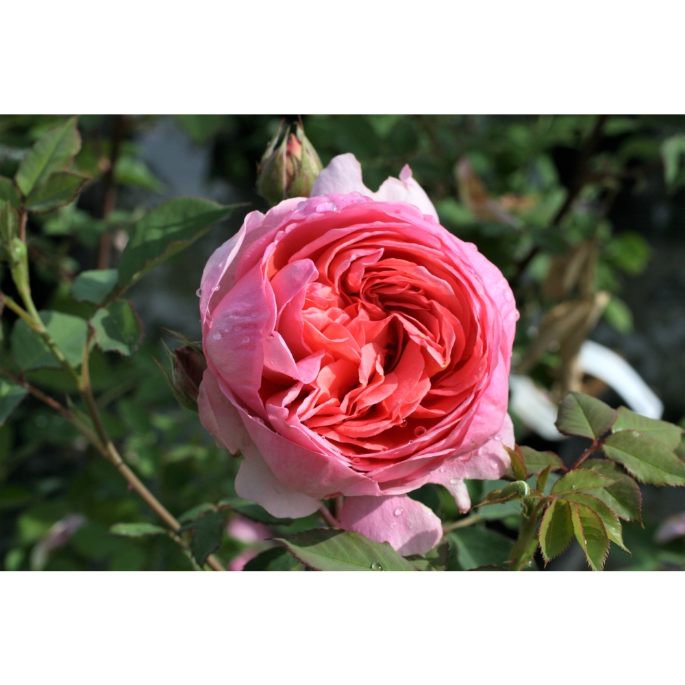 Rosier buisson Boscobel® 'Auscousin' fleuri : pot 5L