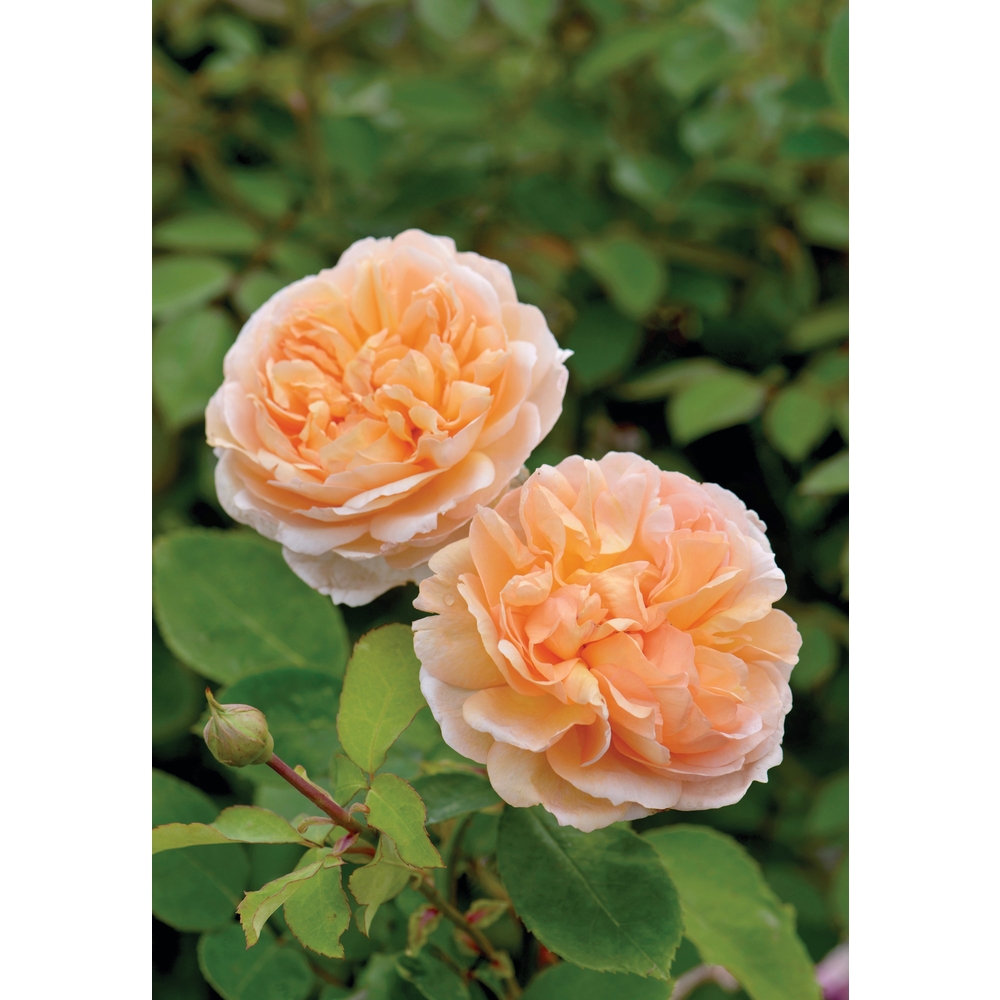 Rosier buisson The Lady Gardener® 'Ausbrass' fleuri : pot 5L