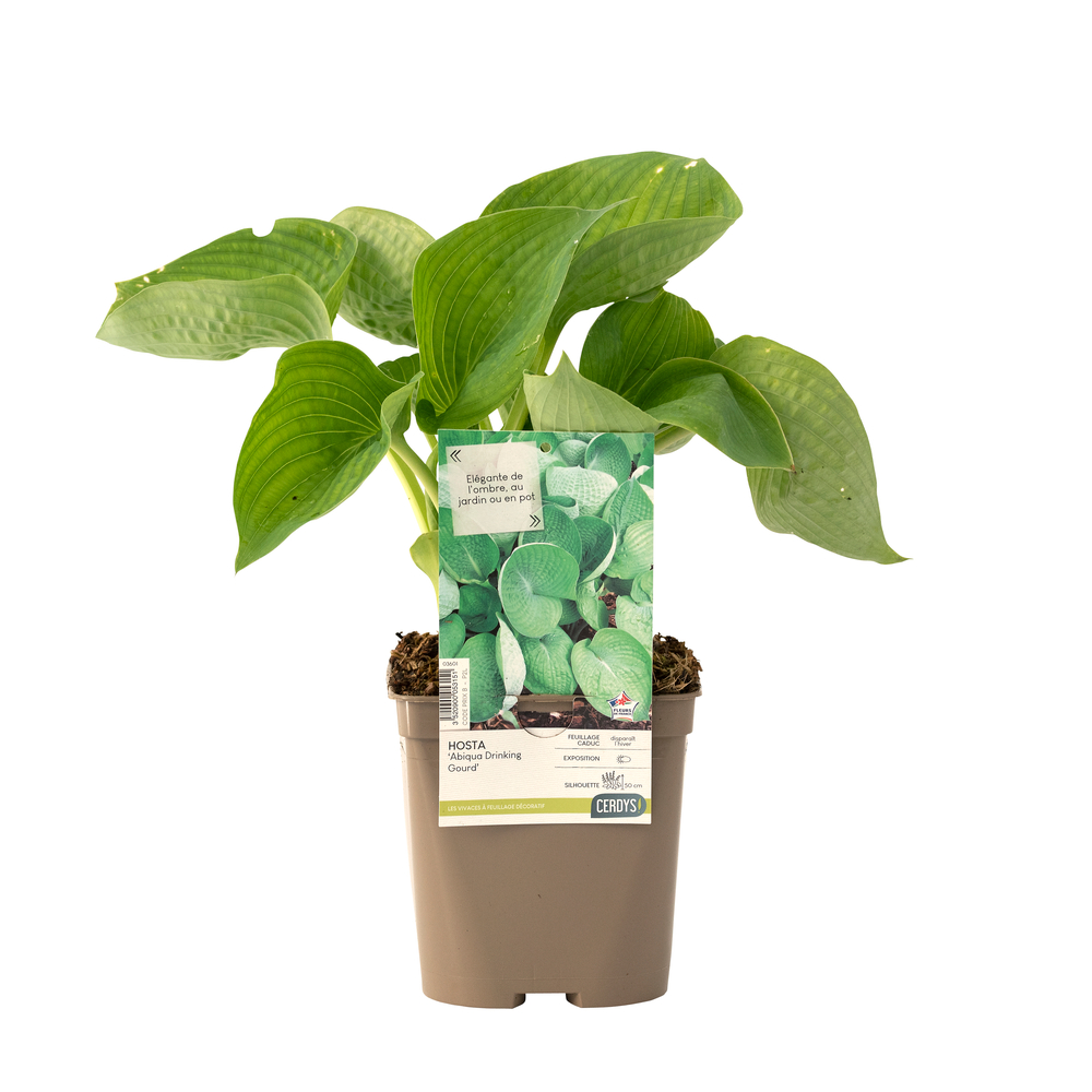 Hosta : pot 2L