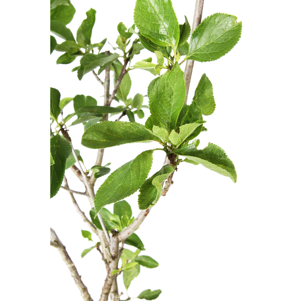 Prunier nain 'Goldust® Courod' - Colonnaire-Pot 7L