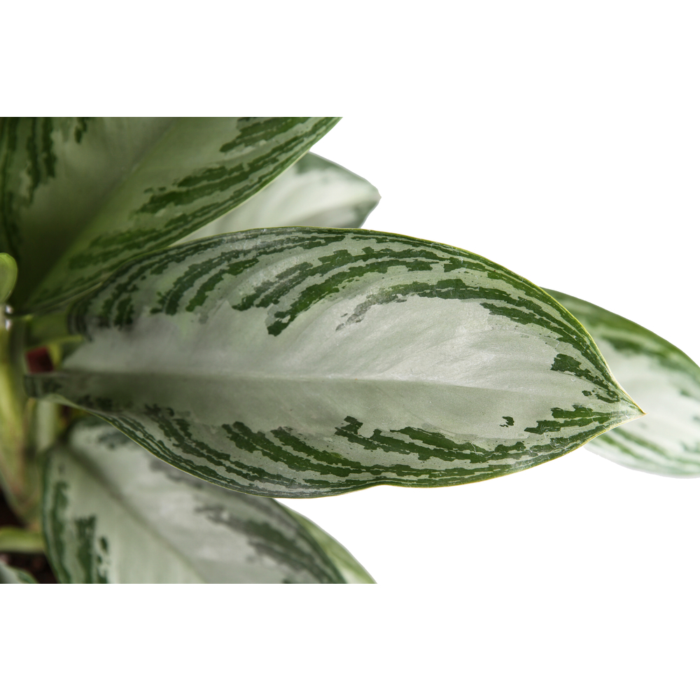 Aglaonéma 'Silver Bay' H55cm: Pot D.17cm 