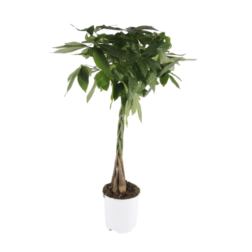 Pachira - Pot D 24 cm 