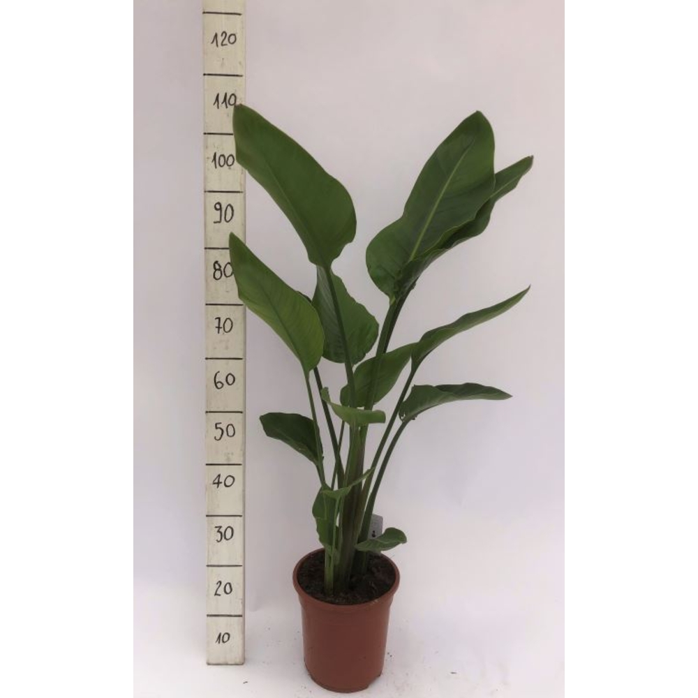 Strelizia 'Nicolai' - pot D21cm