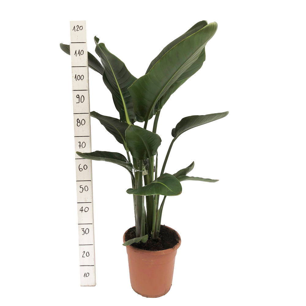 Strelizia 'Nicolai' :pot de D.24cm - H.110 cm