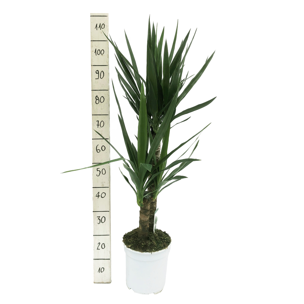 Yucca : 3 pieds - pot de D. 24 cm - H.90cm 