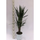 Yucca : 3 pieds - pot de D. 24 cm - H.90cm 