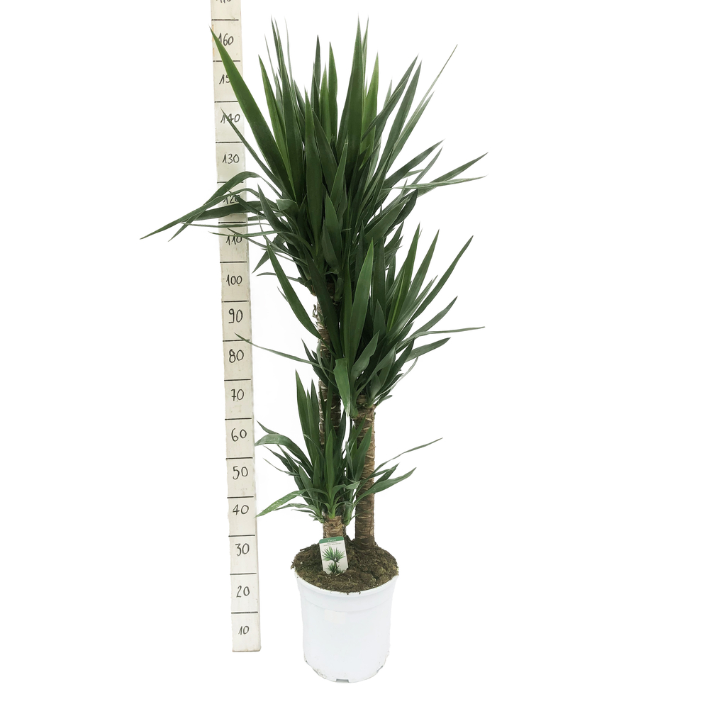 Yucca : 3 pieds - pot de D. 24 cm - H.140cm