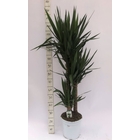 Yucca : 3 pieds - pot de D. 24 cm - H.140cm