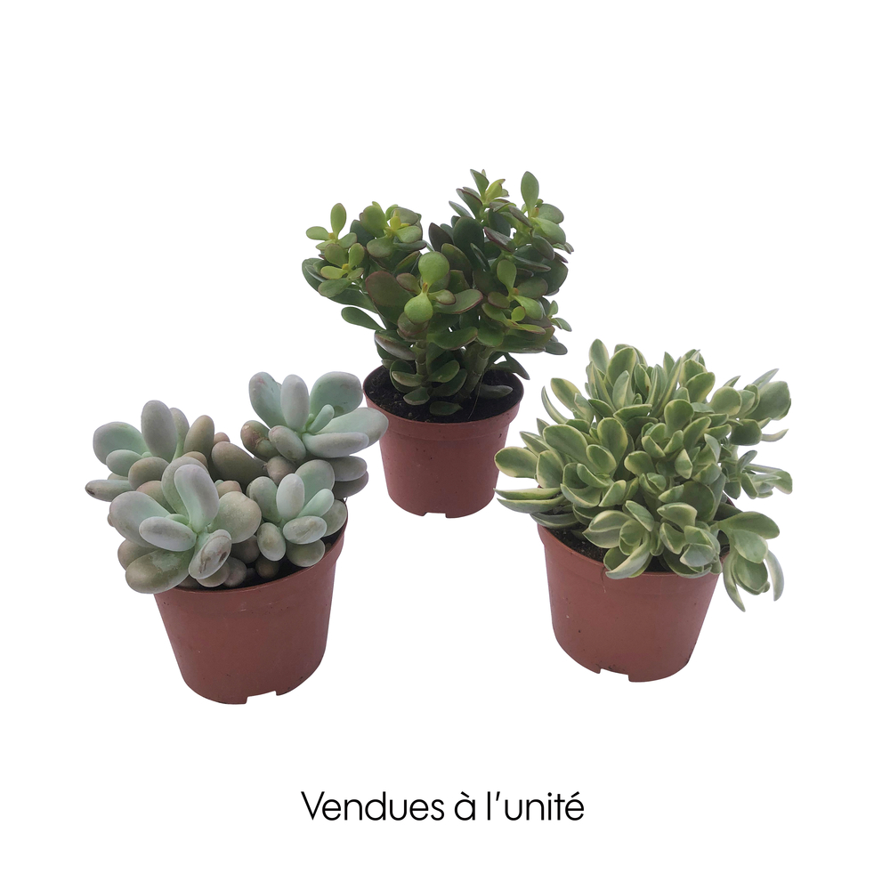 Succulentes, variétés variables : pot D.10,5cm 