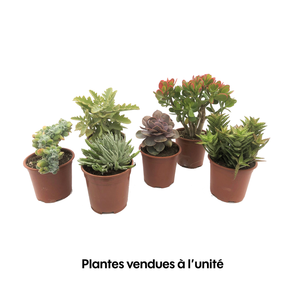 Succulentes mix : pot de D.17 cm