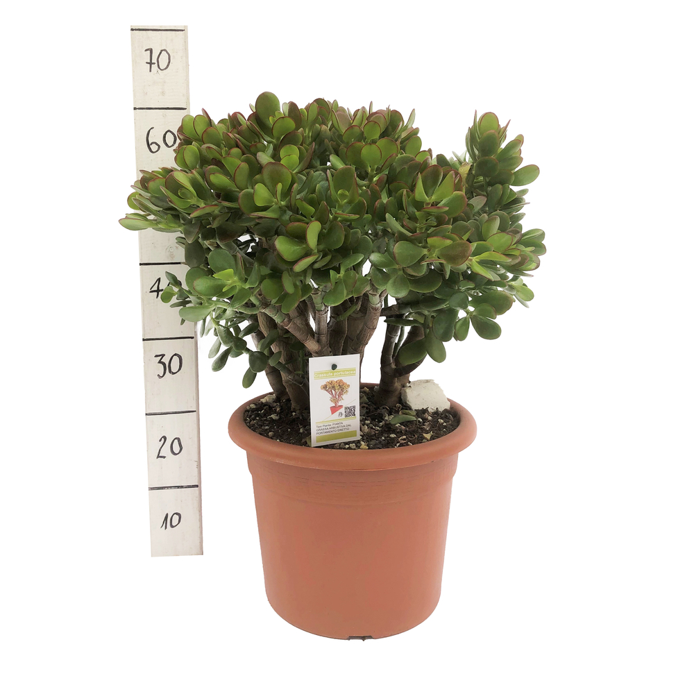 Crassula ovata : pot de D. 30 cm - H. 50 cm