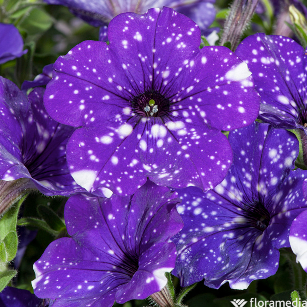 Pétunia 'Night Sky®' : pot 2L