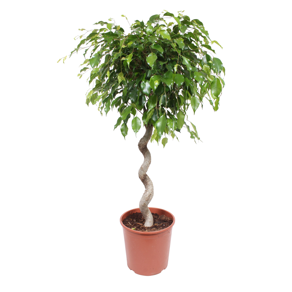 Ficus benjamina 'Exotica' : Pot D30 cm