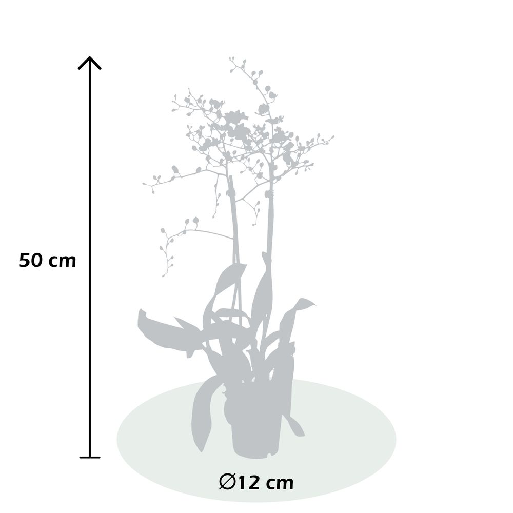 Véritable Orchidée Oncidium Joost - 2 Grandes Plantes D'Intérieur Hollandaises 30-40 Cm - Fleurs Parfumées Naturelles (Pas Artificielle, Sans Pot Ni Engrais)