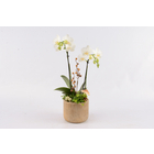 Compo Orchidée et 2 plantes, pot D23cm