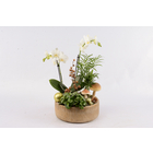 Compo Orchidée et 3 plantes, pot D26cm