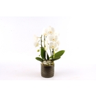 Compo de Noël Orchidée Phalaenopsis cascade 2 tiges - pot D14cm