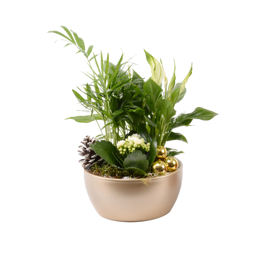 Compo Orchidée et 3 plantes H35cm, pot D19cm