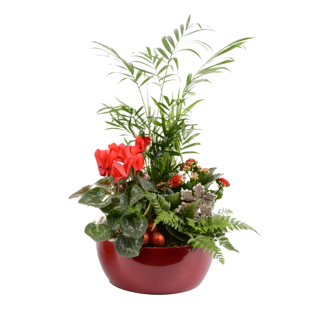 Compo Orchidée et 4 plantes H45cm, pot D23cm