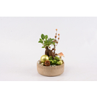 Compo de Noël Ficus Ginseng avec 2 plantes - pot déco D12cm