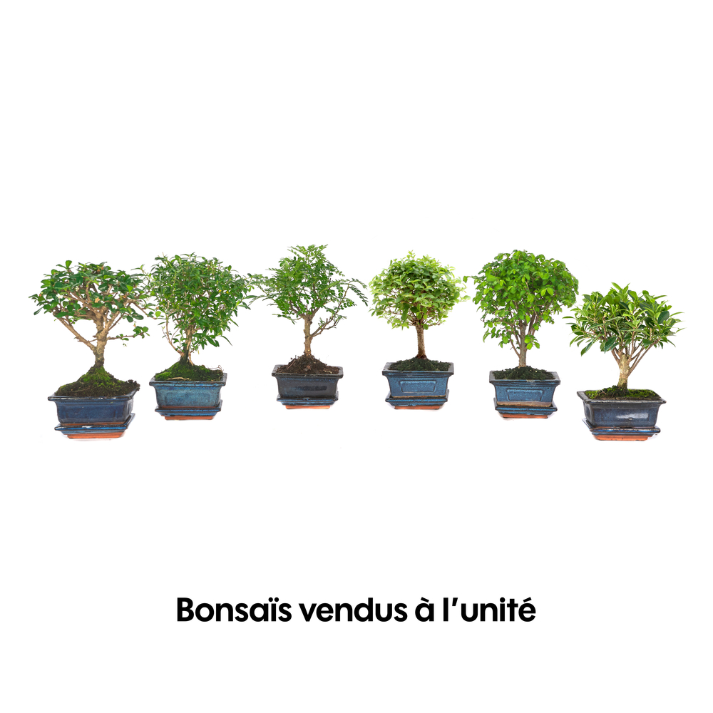 Bonsaï d'intérieur 3/4 ans avec soucoupe, variétés variables