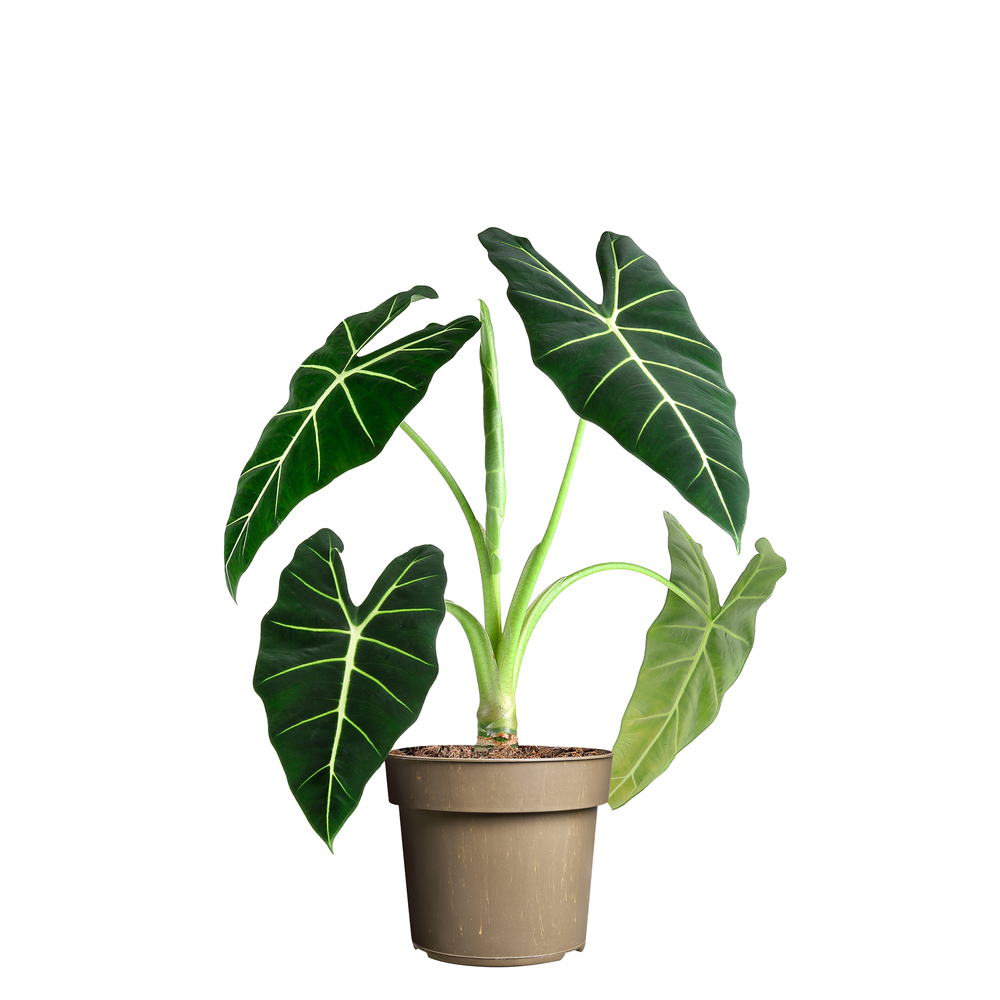 Alocasia 'Frydek '- pot D 17cm 