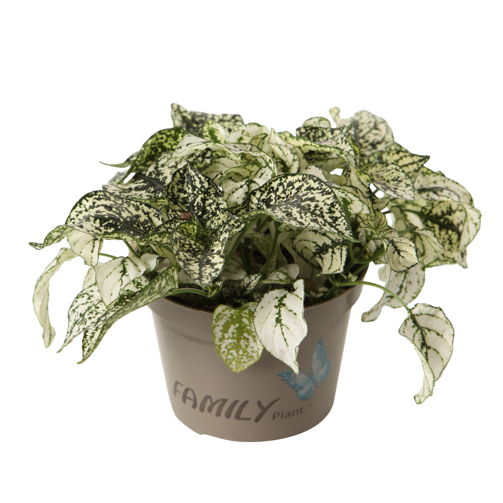Hypoestes, variétés variables - pot D11cm