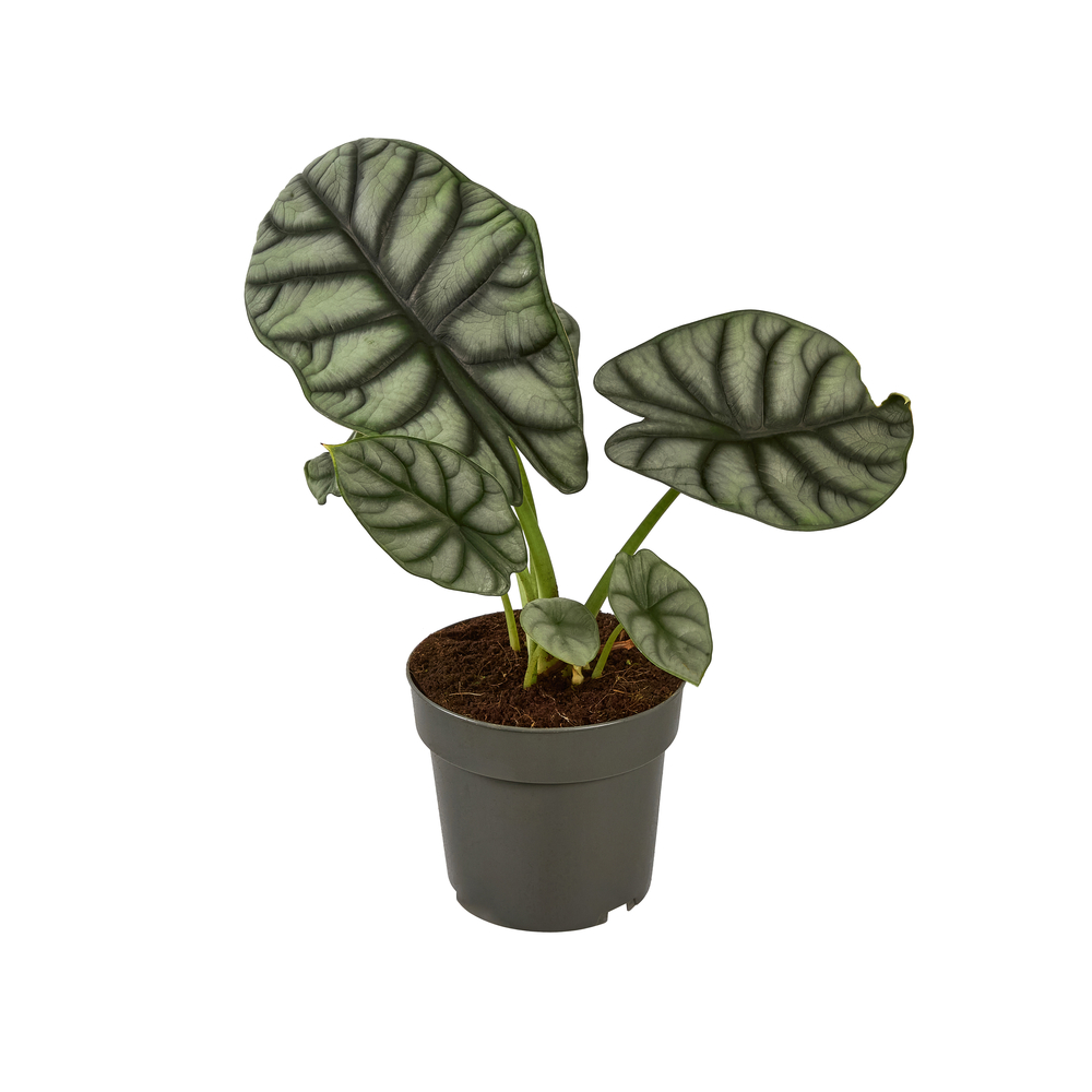 Alocasia, variétés variables - pot D14cm