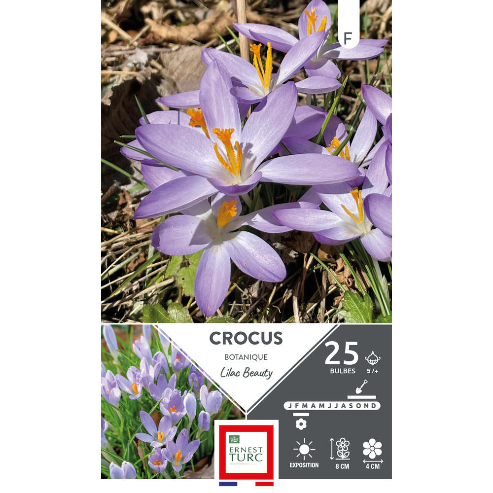 Bulbes de Crocus 'lilac beauty' x 25