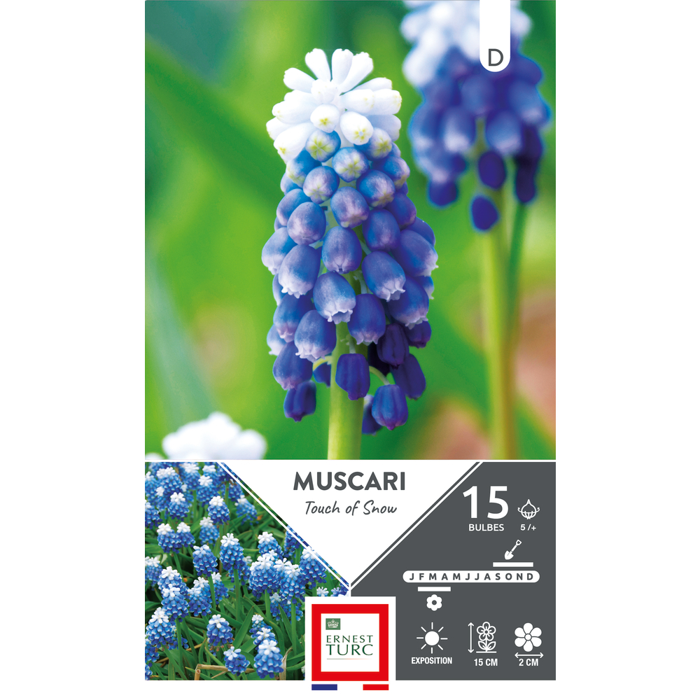 Bulbes de Muscari touch of snow 5/+ x 15
