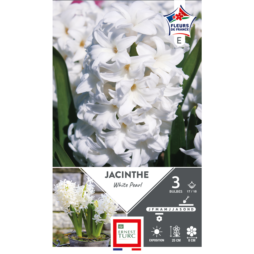 Bulbes de Jacinthe white pearl 15/+ x 5