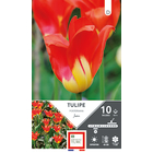 Bulbes de Tulipe fosteriana juan 12/+ X10
