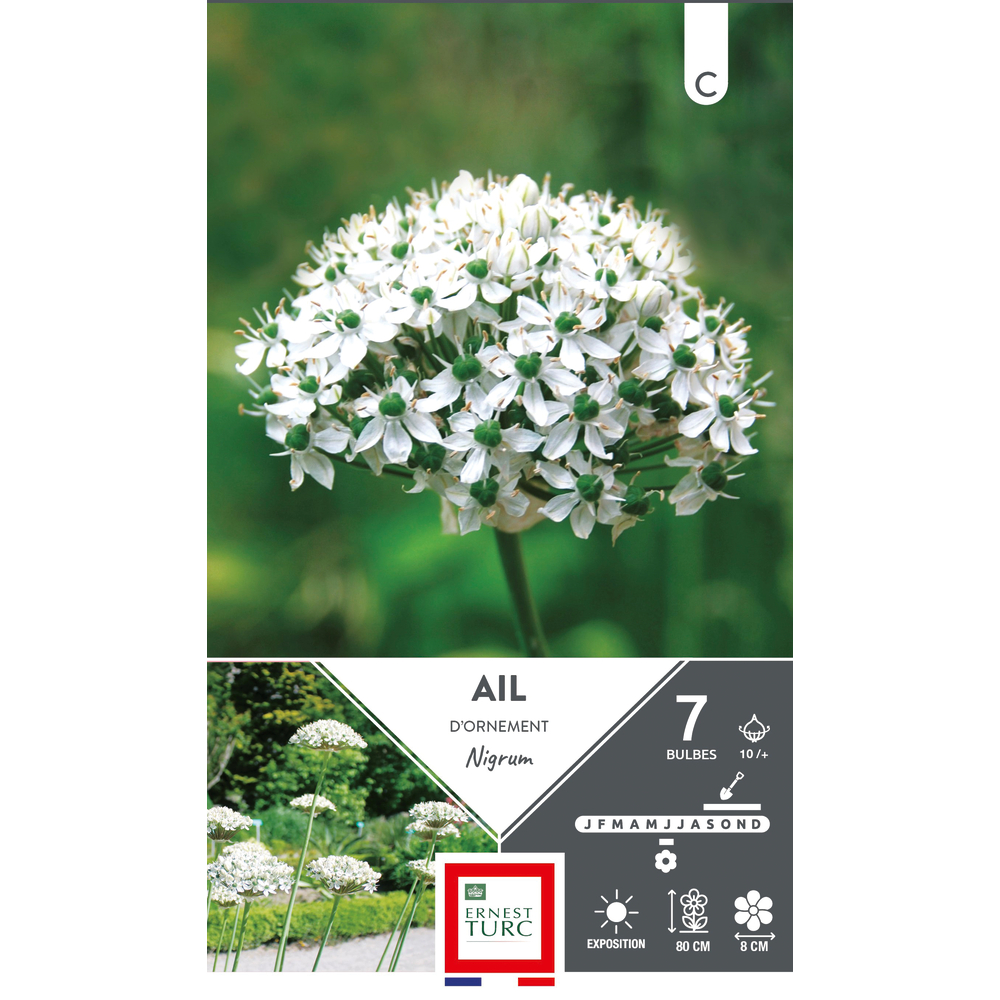 Bulbes Allium nigrum 10/+ X7