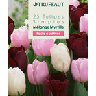 Bulbes de Tulipes simples, mélange 'Myrtille'- x25