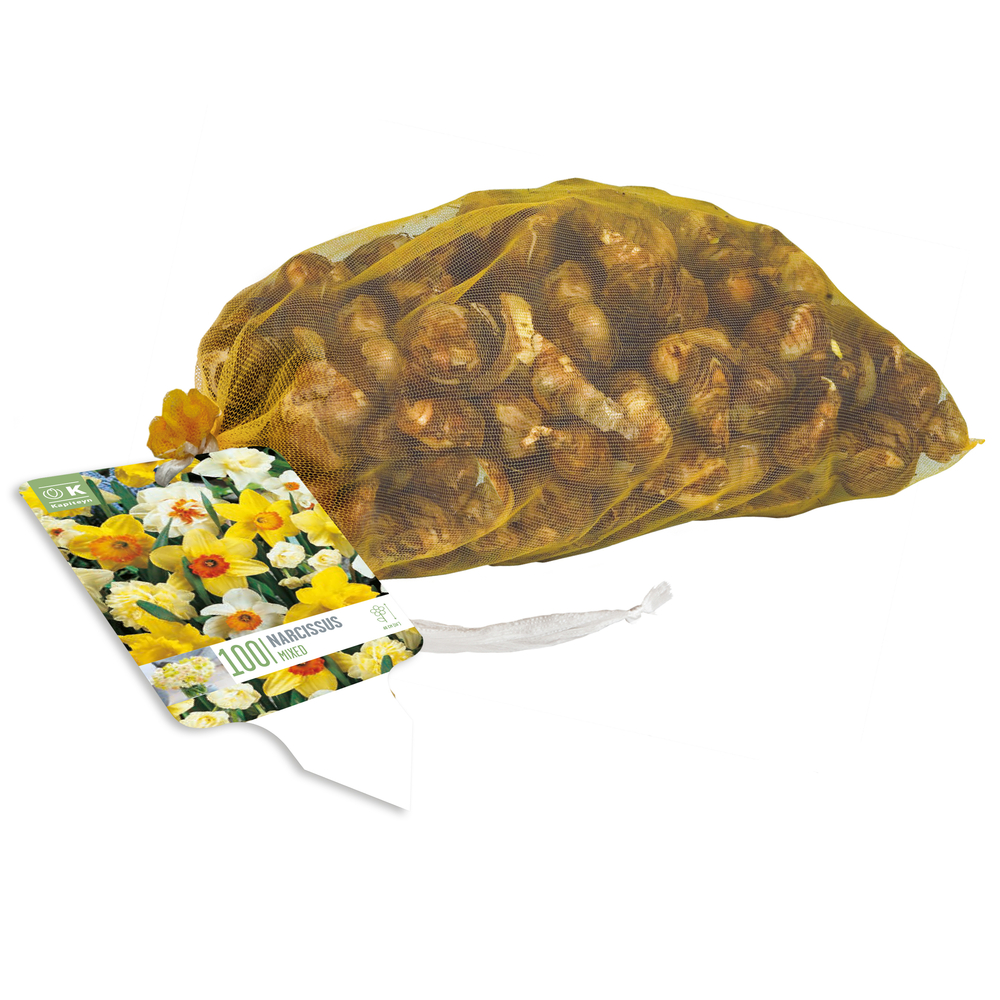 Filet de bulbes de Narcisses 10/12 - x100